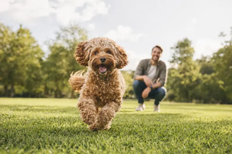 Ein fröhlicher Cockapoo läuft über eine grüne Wiese, während sein Besitzer im Hintergrund mit ihm spielt.