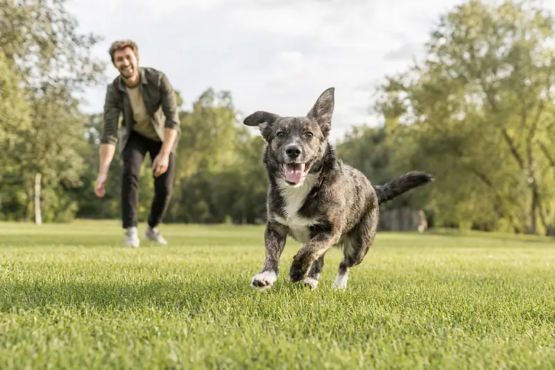 Ein gesunder Combai Hund läuft fröhlich über eine grüne Wiese, während sein Besitzer im Hintergrund spielt.
