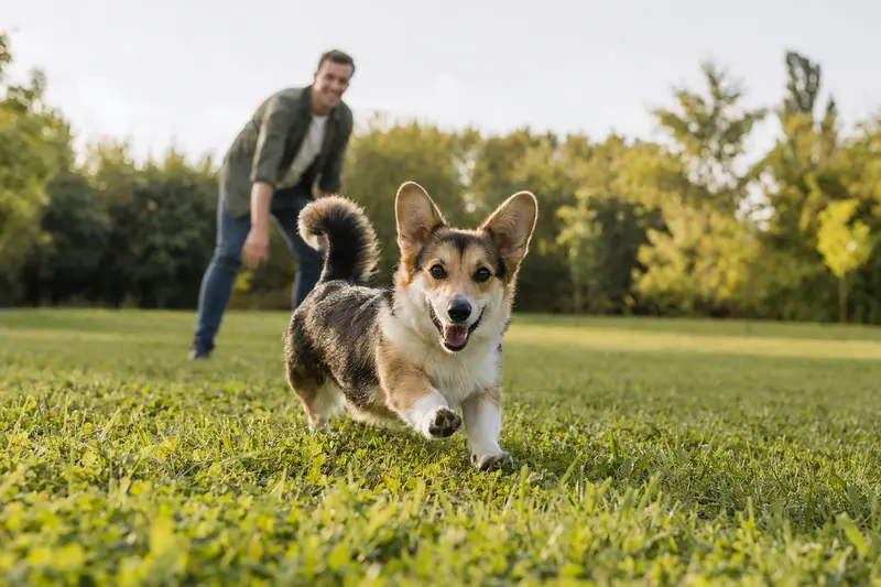 Ein fröhlicher Corgi Hund läuft über eine grüne Wiese, während sein Besitzer im Hintergrund mit ihm spielt und die Sonne strahlt.