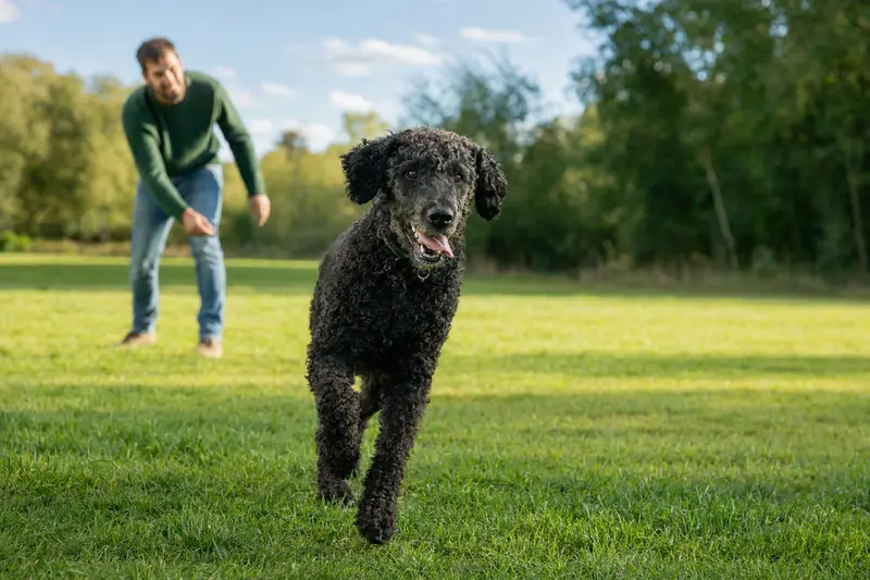 Ein fröhlicher Curly-Coated Retriever läuft über eine grüne Wiese, während sein Besitzer im Hintergrund mit ihm spielt.