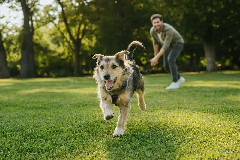 Ein fröhlicher Cursinu Hund läuft über eine grüne Wiese, während sein Besitzer im Hintergrund mit ihm spielt.