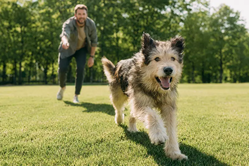 Ein Cuvac Slovensky Hund läuft fröhlich über eine grüne Wiese, während sein Besitzer im Hintergrund mit ihm spielt und die Sonne scheint.