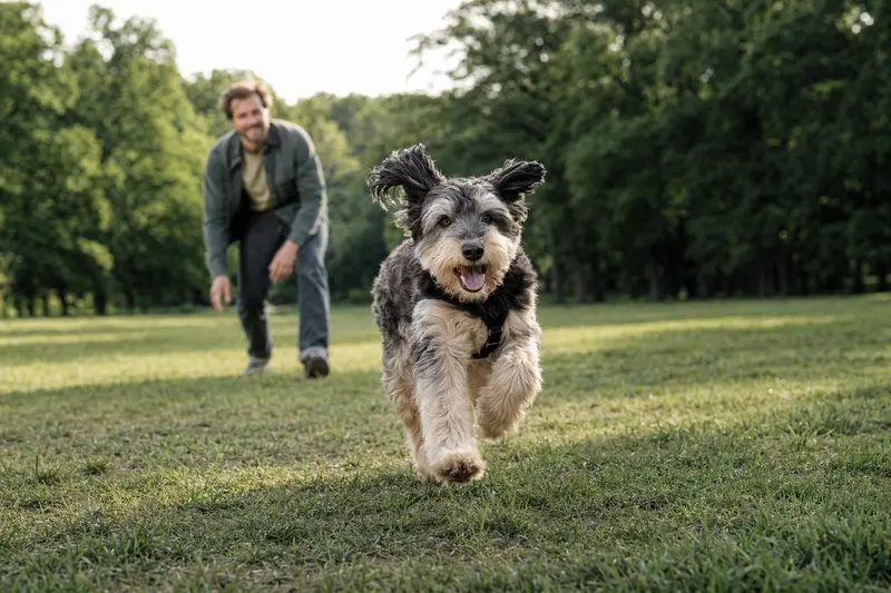 Ein fröhlicher Da Capo Dog Hund läuft über eine grüne Wiese, während sein Besitzer im Hintergrund mit ihm spielt.