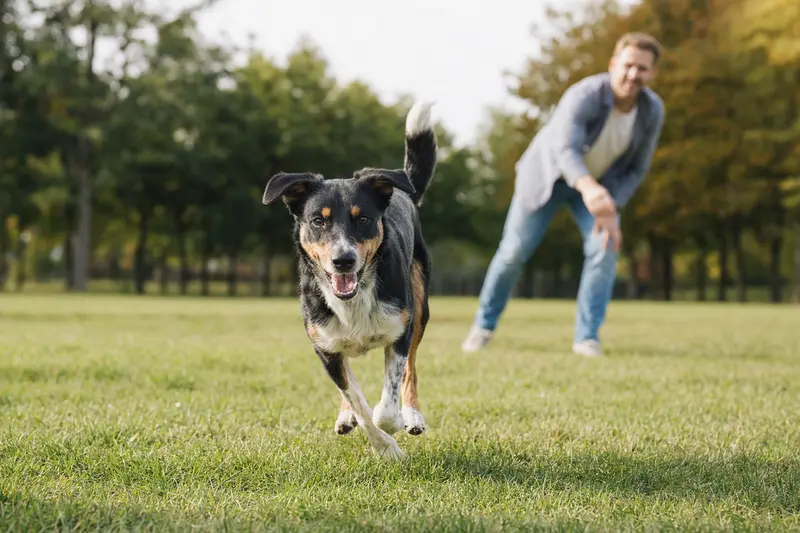Ein Dänisch-Schwedischer Hofhund rennt fröhlich über eine grüne Wiese, während sein Besitzer im Hintergrund spielt.
