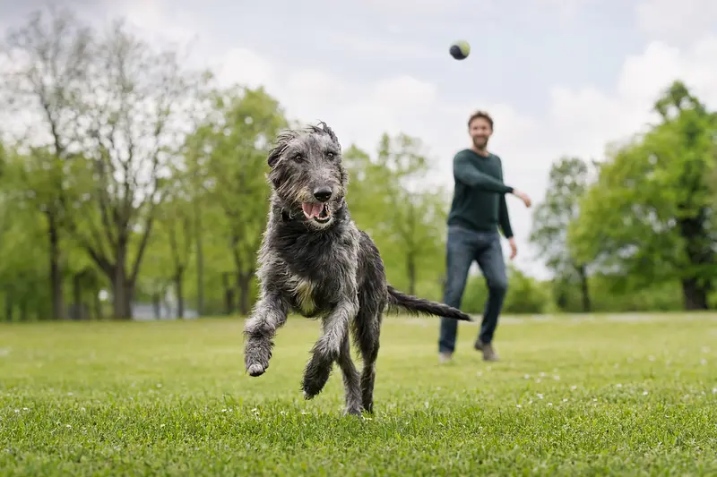 Ein fröhlicher Deerhound läuft aktiv über eine grüne Wiese, während sein Besitzer im Hintergrund mit ihm spielt.