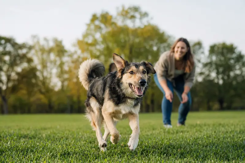 Ein fröhlicher Designerhund läuft mit Energie über eine grüne Wiese, während sein Besitzer im Hintergrund mit ihm spielt.