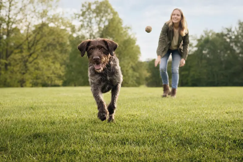 Ein fröhlicher Deutsch Drahthaar Hund läuft lebhaft über eine grüne Wiese, während sein Besitzer im Hintergrund mit ihm spielt.