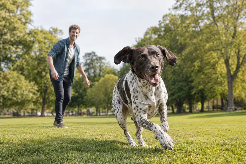 Ein lebhafter Deutsch-Kurzhaar Hund läuft fröhlich über eine grüne Wiese, während sein Besitzer im Hintergrund mit ihm spielt.