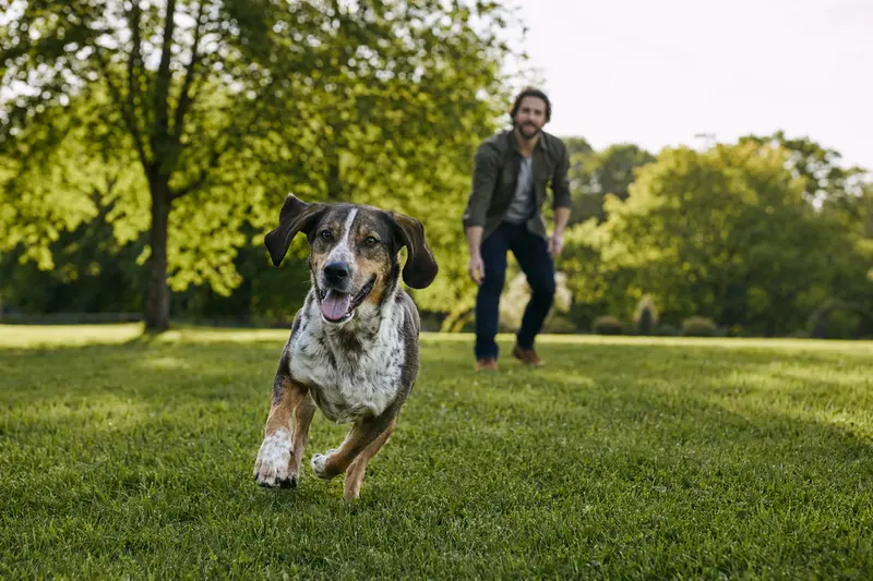 Ein fröhlicher Deutsche Bracke Hund läuft glücklich über eine grüne Wiese im Park, während sein Besitzer im Hintergrund mit ihm spielt.