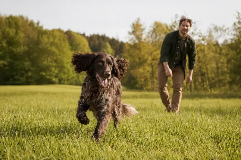 Ein Deutscher Langhaariger Vorstehhund läuft fröhlich über eine grüne Wiese im Park, während sein Besitzer im Hintergrund mit ihm spielt.