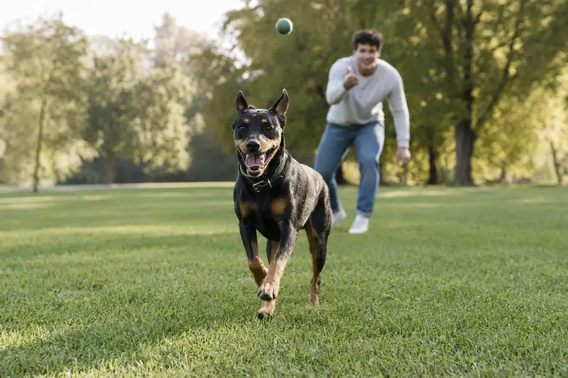 Ein fröhlicher Deutscher Pinscher läuft über eine grüne Wiese, während sein Besitzer im Hintergrund spielt.