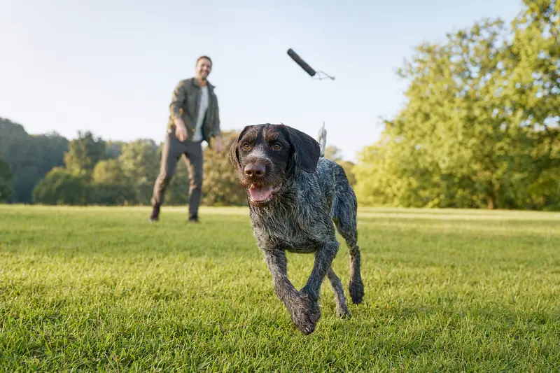 Ein vitaler Deutscher Vorstehhund spielt fröhlich auf einer grünen Wiese mit seinem Besitzer im Hintergrund an einem sonnigen Tag.
