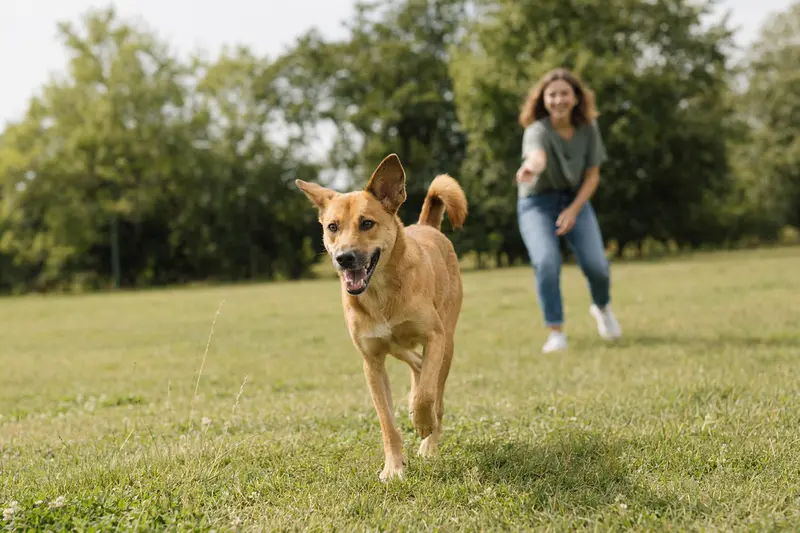 Ein Dingo Hund läuft fröhlich über eine grüne Wiese, während sein Besitzer im Hintergrund mit ihm spielt.