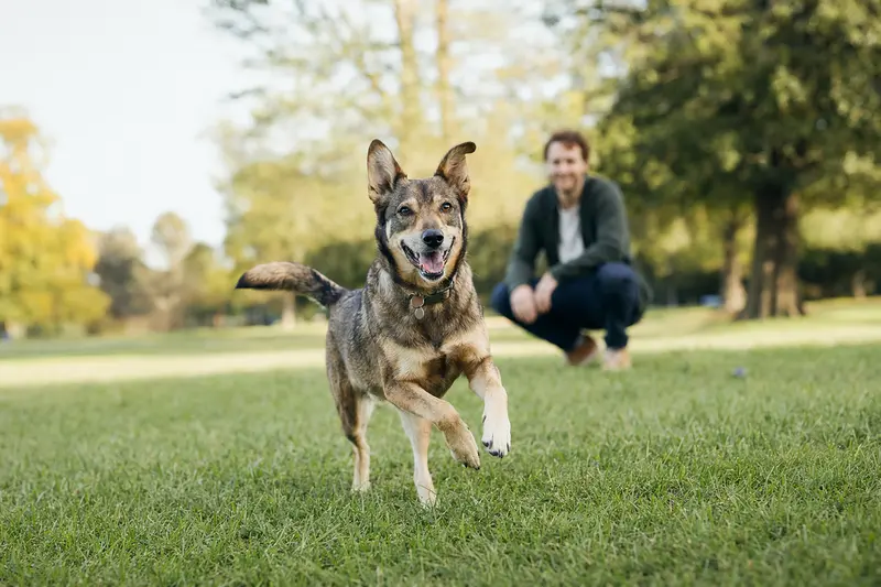 Ein vitaler Dixie Dingo Hund läuft fröhlich über eine grüne Wiese im Park, während sein Besitzer im Hintergrund mit ihm spielt.