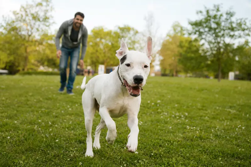 Ein Dogo Argentino Hund läuft fröhlich über eine grüne Wiese, während sein Besitzer im Hintergrund mit ihm spielt und die Sonne scheint.