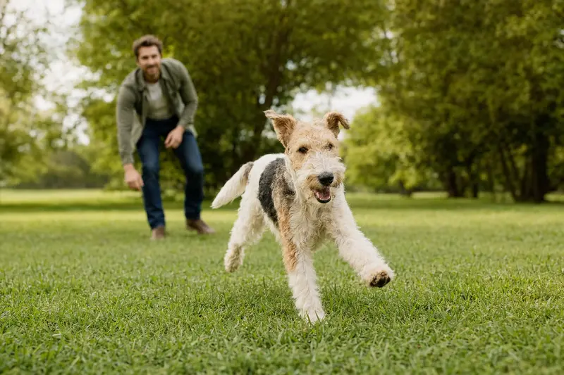 Ein vitaler Drahthaar-Foxterrier läuft fröhlich über eine grüne Wiese im Park, während sein Besitzer im Hintergrund mit ihm spielt.