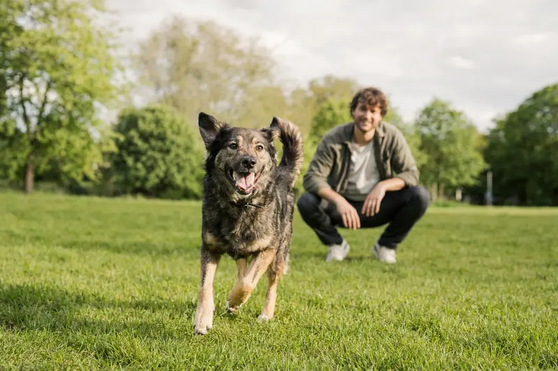 Ein vitaler Dunker Hund läuft fröhlich über eine grüne Wiese, während sein Besitzer im Hintergrund mit ihm spielt.