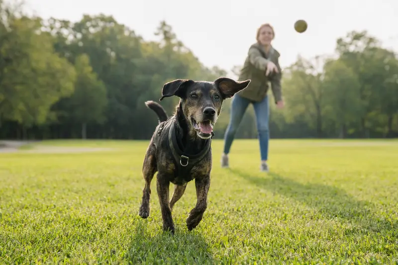 Ein fröhlicher Dunkerlaufhund läuft über eine grüne Wiese, während sein Besitzer im Hintergrund mit ihm spielt.