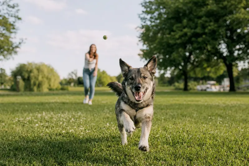 Ein fröhlicher Elchhund rennt über eine grüne Wiese, während sein Besitzer im Hintergrund mit ihm spielt.