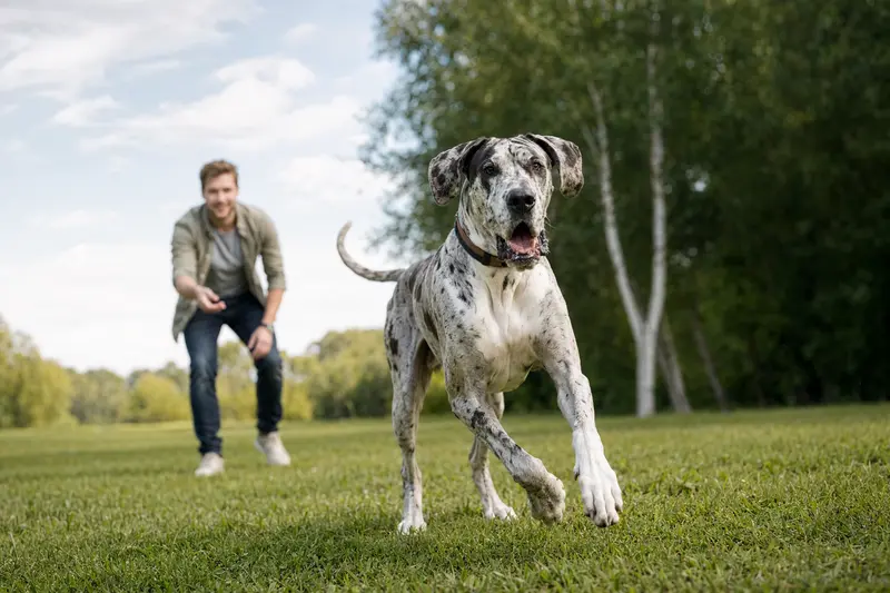 Eine fröhliche Englische Dogge läuft aktiv über eine grüne Wiese, während ihr Besitzer im Hintergrund spielt.
