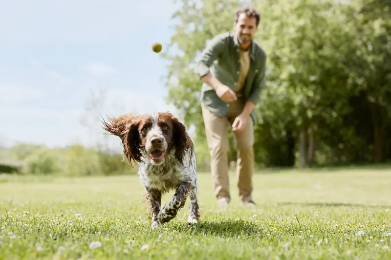 Ein fröhlicher Englischer Cocker Spaniel läuft über eine grüne Wiese im Park, während sein Besitzer im Hintergrund spielt.