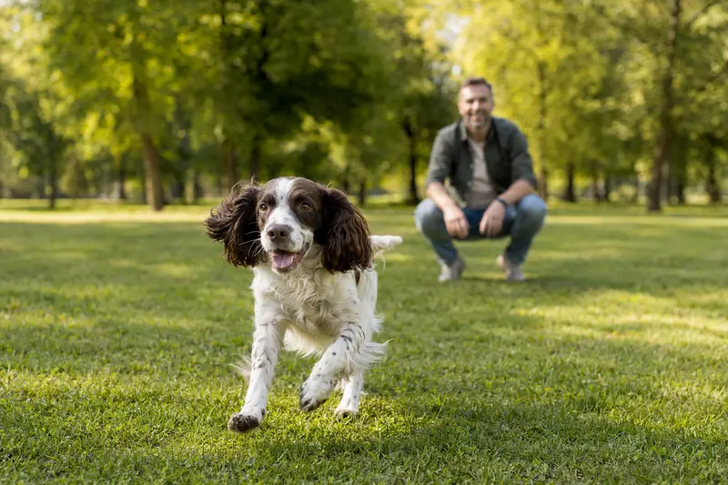 Ein vitaler Englischer Springer Spaniel läuft fröhlich über eine grüne Wiese im Park, während sein Besitzer im Hintergrund mit ihm spielt.