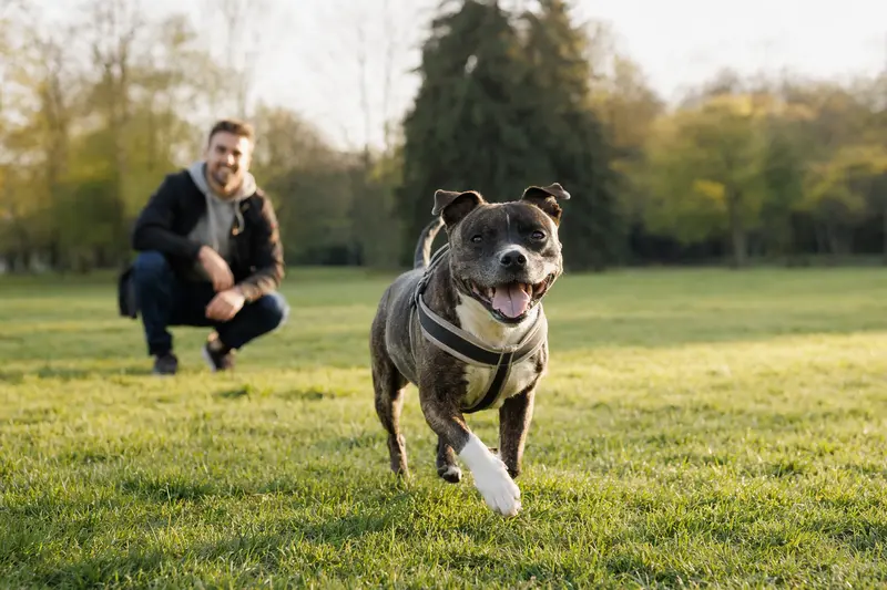 Ein Englischer Stafford Hund läuft fröhlich über eine grüne Wiese, während sein Besitzer im Hintergrund spielt.