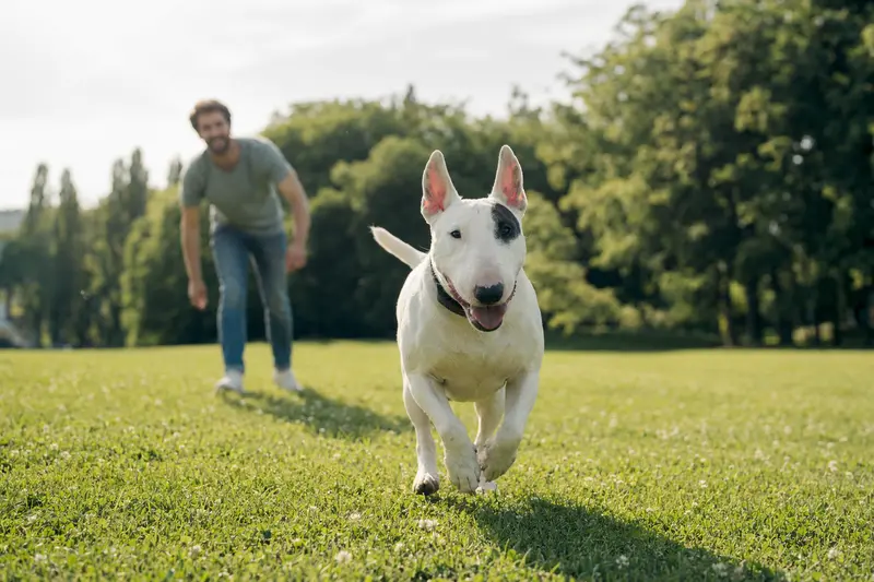 Ein fröhlicher English Bull Terrier läuft über eine grüne Wiese, während sein Besitzer im Hintergrund mit ihm spielt.