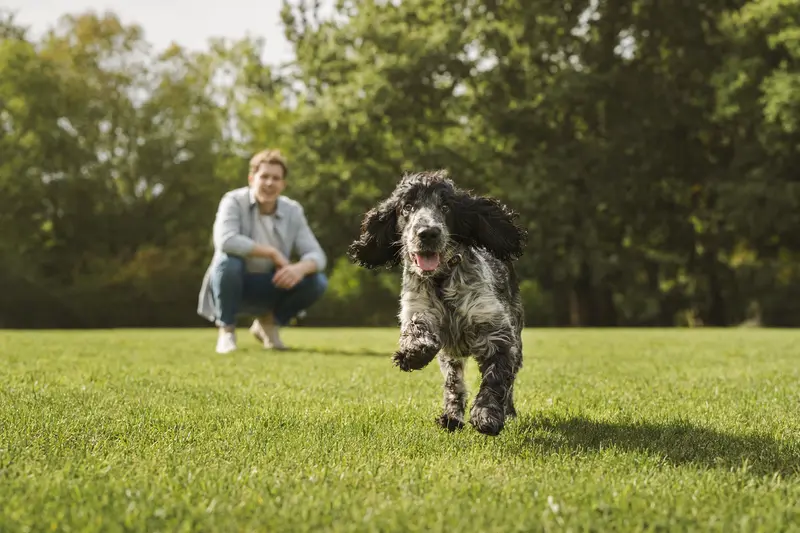Ein gesunder English Cocker Spaniel läuft fröhlich über eine grüne Wiese, während sein Besitzer im Hintergrund spielt.