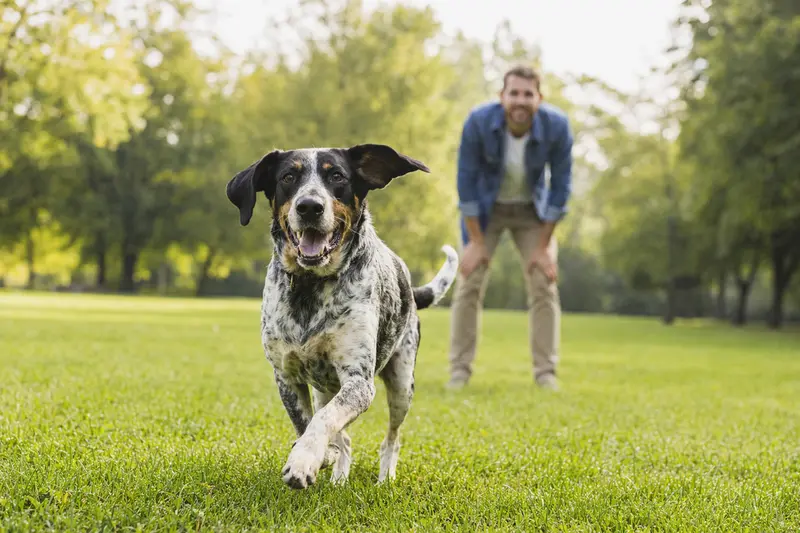 Ein fröhlicher English Coonhound läuft voller Energie über eine grüne Wiese, während sein Besitzer im Hintergrund mit ihm spielt und die Sonne scheint.