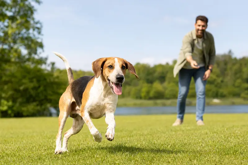 Ein fröhlicher English Foxhound läuft über eine grüne Wiese, während sein Besitzer im Hintergrund spielt.