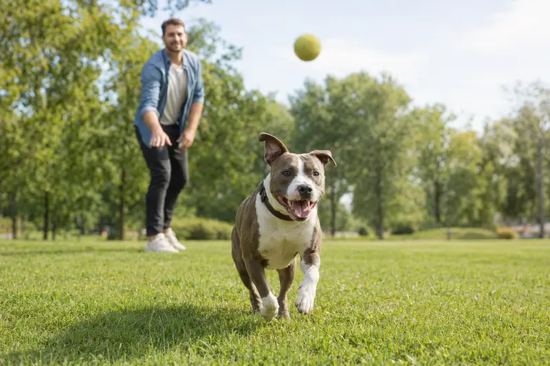 Ein vitaler English Pitbull Terrier läuft glücklich über eine grüne Wiese, während sein Besitzer im Hintergrund spielt.