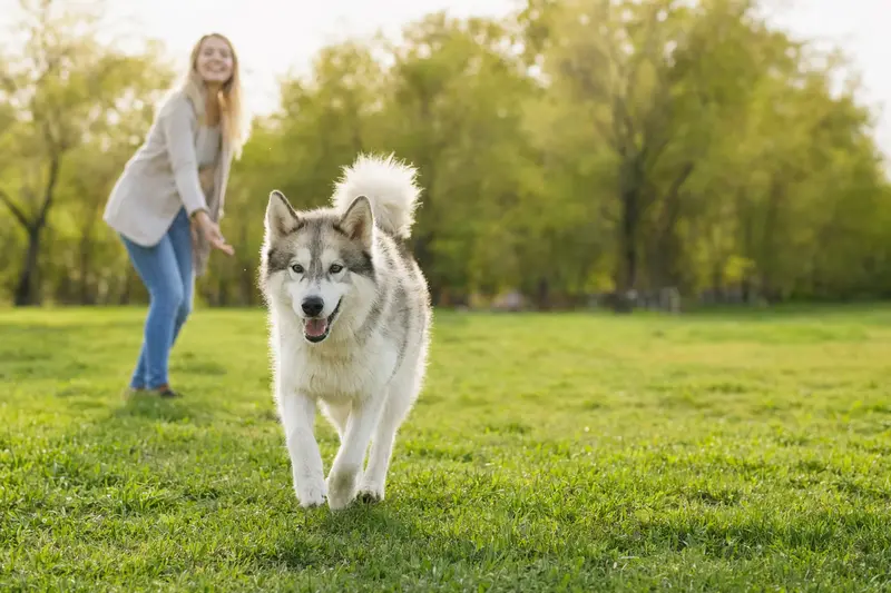 Ein Eskimohund läuft fröhlich über eine grüne Wiese, während sein Besitzer im Hintergrund mit ihm spielt.