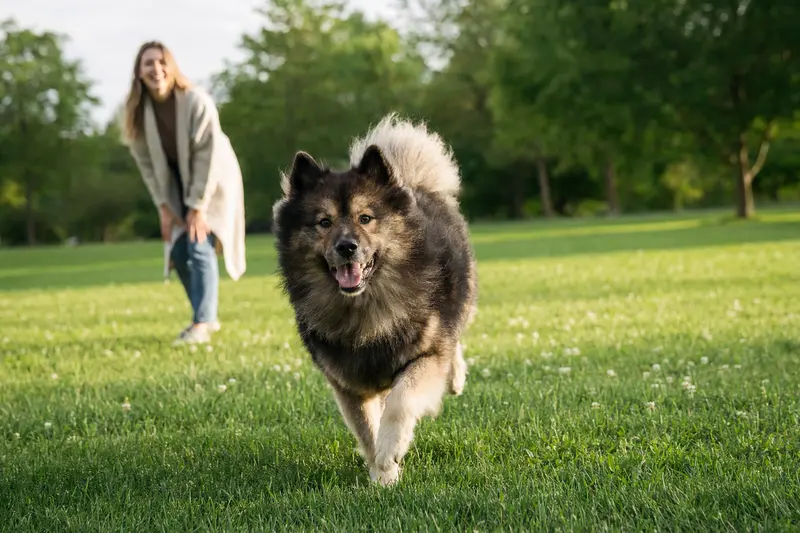 Ein fröhlicher Eurasier Hund läuft über eine grüne Wiese, während sein Besitzer im Hintergrund mit ihm spielt.