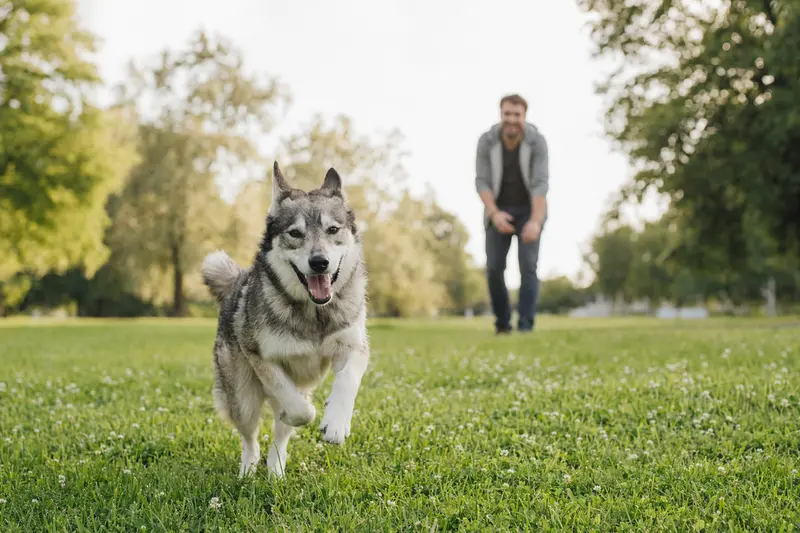 Ein vitaler Europäischer Schlittenhund läuft fröhlich über eine grüne Wiese im Park, während sein Besitzer im Hintergrund mit ihm spielt.
