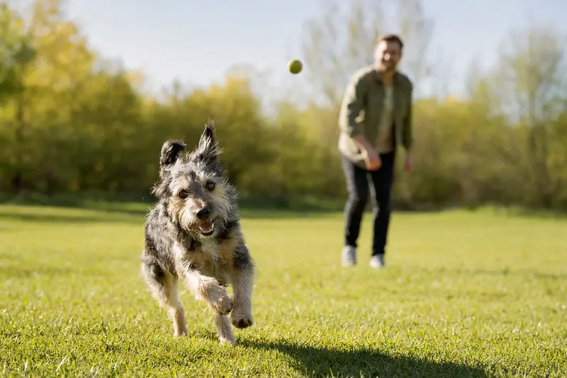 Ein fröhlicher Terrier Hund läuft über eine grüne Wiese, während sein Besitzer im Hintergrund spielt.