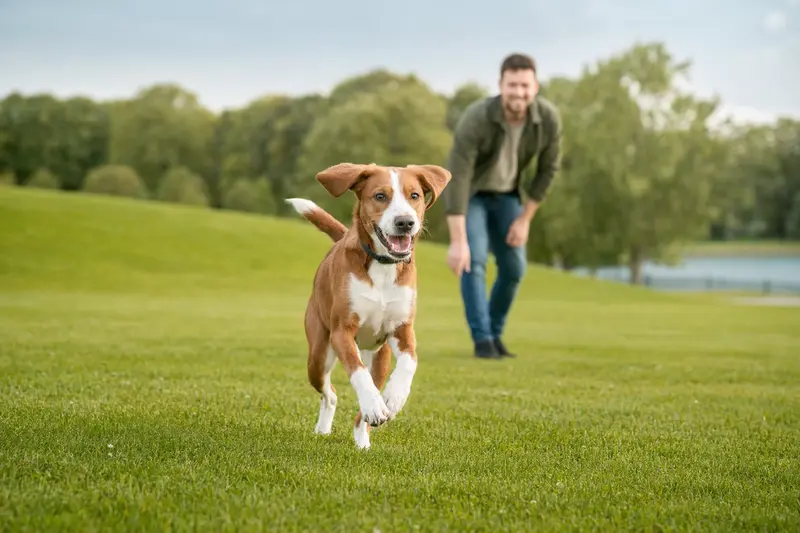 Ein fröhlicher Finnenbracke Hund rennt über eine grüne Wiese, während sein Besitzer im Hintergrund mit ihm spielt.