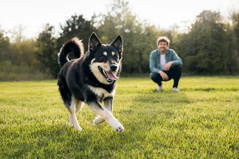 Ein vitaler Finnischer Rentierhütehund läuft fröhlich über eine grüne Wiese, während sein Besitzer im Hintergrund mit ihm spielt.