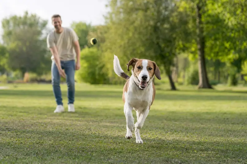 Ein vitaler Finsk Stövare Hund läuft fröhlich über eine grüne Wiese, während sein Besitzer im Hintergrund spielt.