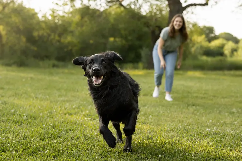 Ein fröhlicher Flat Coated Retriever läuft über eine grüne Wiese, während sein Besitzer im Hintergrund spielt.