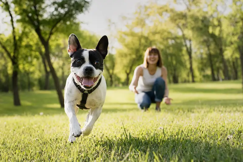 Ein vitaler Francais blanc et noir Hund läuft fröhlich über eine grüne Wiese, während sein Besitzer im Hintergrund mit ihm spielt.