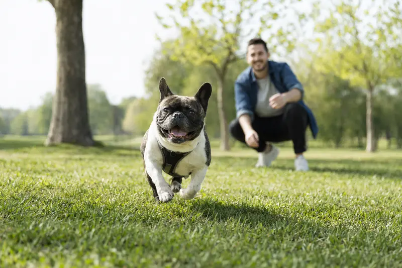 Eine glückliche Französische Bulldogge läuft energisch über eine grüne Wiese, während ihr Besitzer im Hintergrund mit ihr spielt.