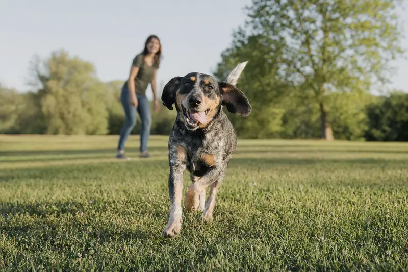 Ein fröhlicher Französischer Laufhund läuft über eine grüne Wiese, während sein Besitzer im Hintergrund spielt.