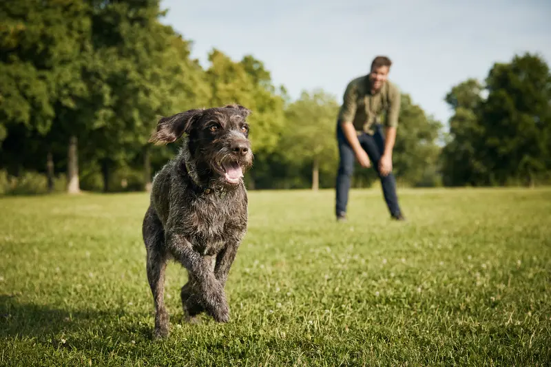 Ein vitaler Französischer Rauhaariger Vorstehhund läuft fröhlich über eine grüne Wiese, während sein Besitzer im Hintergrund spielt.