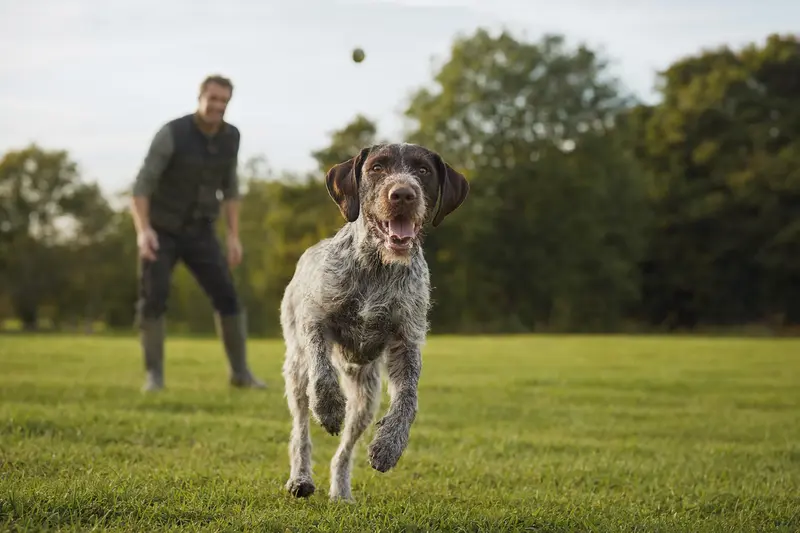 Ein vitaler Französischer Vorstehhund läuft fröhlich über eine grüne Wiese, während sein Besitzer im Hintergrund mit ihm spielt.