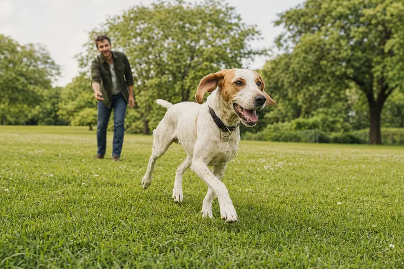 Ein vitaler Französischer Weiß-Oranger Laufhund läuft fröhlich über eine grüne Wiese, während sein Besitzer im Hintergrund spielt.