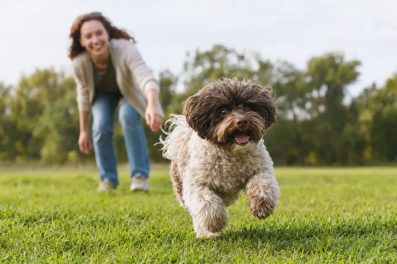 Ein vitaler Franzuskaya Bolonka Hund rennt fröhlich über eine grüne Wiese, während sein Besitzer im Hintergrund mit ihm spielt.