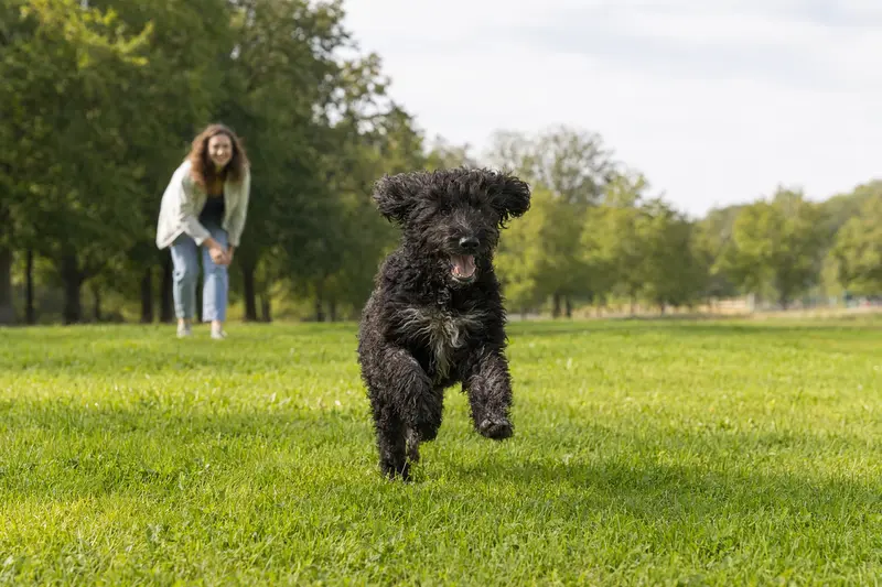 Ein fröhlicher Friesischer Wasserhund läuft über eine grüne Wiese, während sein Besitzer im Hintergrund spielt.