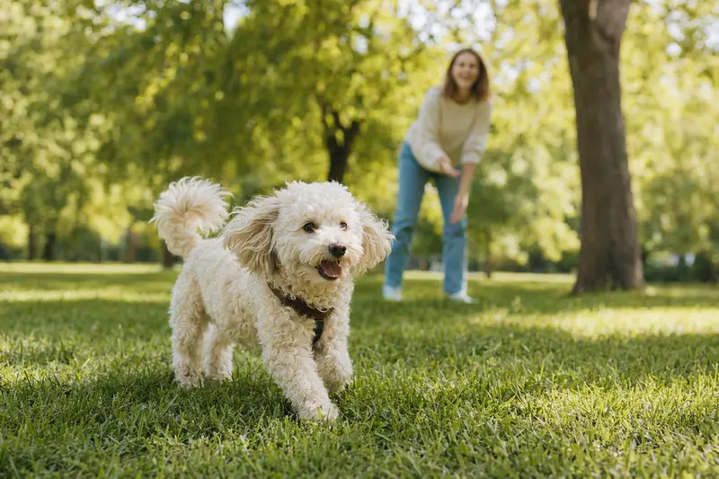 Ein gelockter Bichon läuft fröhlich über eine grüne Wiese im Park, während sein Besitzer im Hintergrund mit ihm spielt.