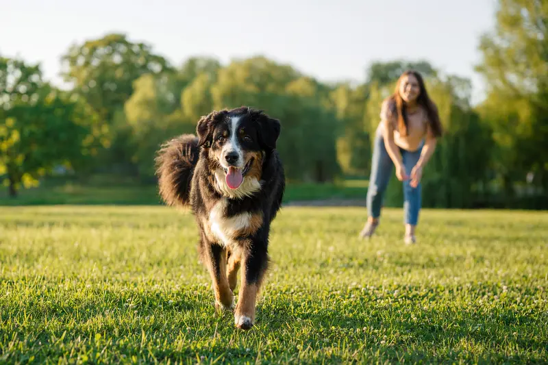 Ein vitaler Germanischer Bärenhund läuft fröhlich über eine grüne Wiese, während sein Besitzer im Hintergrund mit ihm spielt.